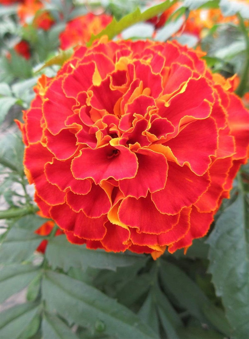 GGOOT 50 Marigold red Flower Seeds - Image 3