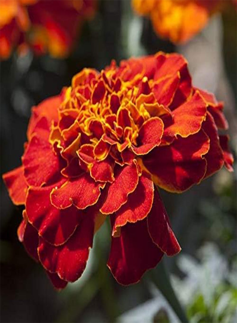 GGOOT 50 Marigold red Flower Seeds - Image 2