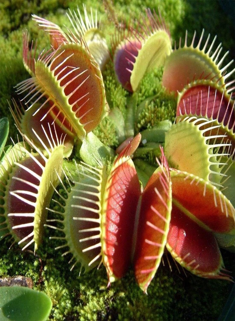 GGOOT Venus Fly Trap - Dionaea Muscipula Carnivorous Flower Seeds, Home Garden Planting by Heavy Torch - Image 2