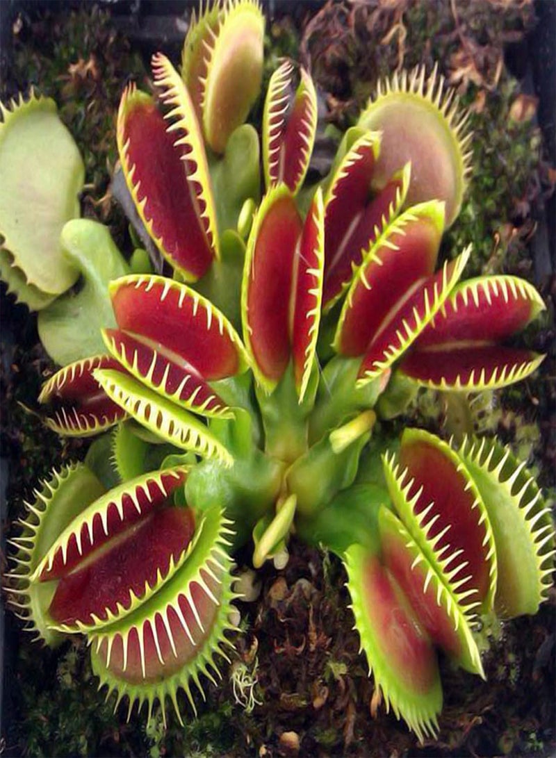GGOOT Venus Fly Trap - Dionaea Muscipula Carnivorous Flower Seeds, Home Garden Planting by Heavy Torch - Image 3