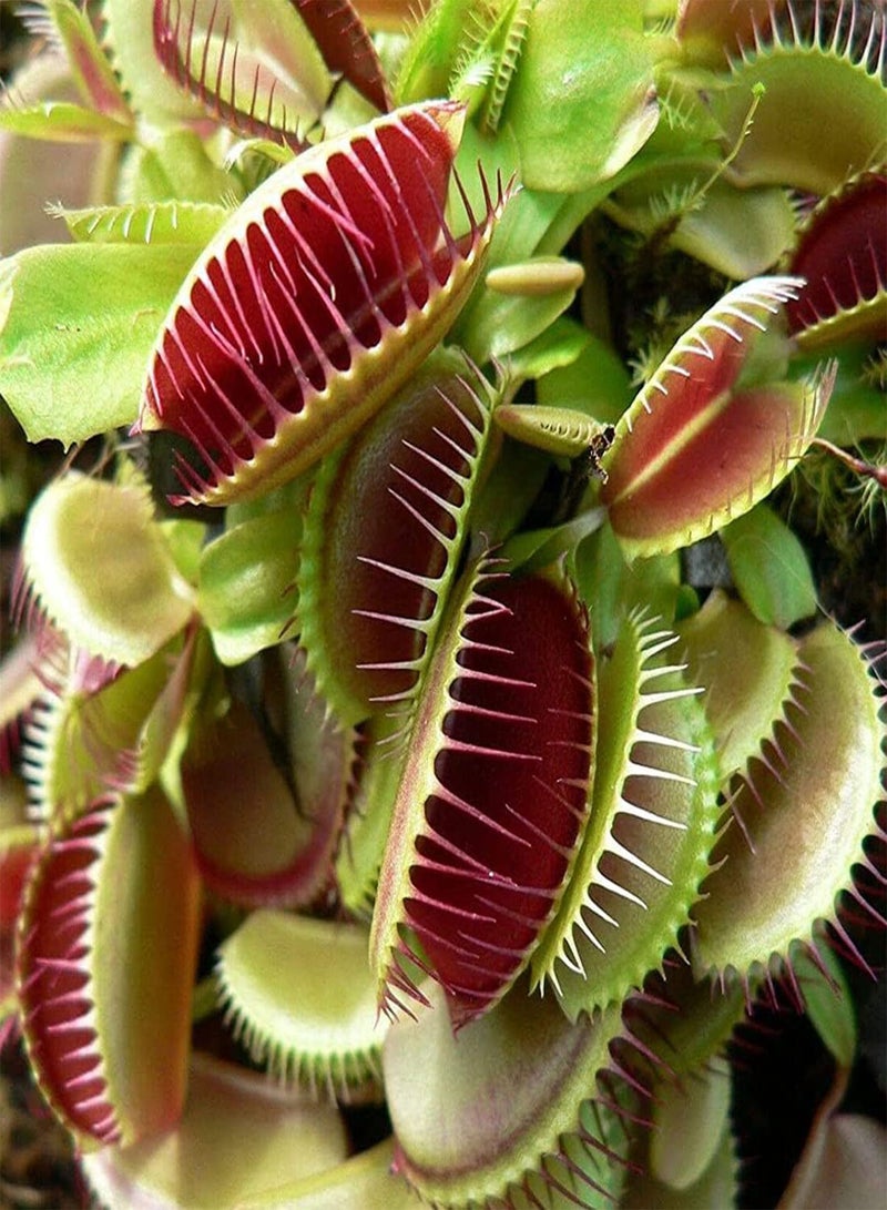GGOOT Venus Fly Trap - Dionaea Muscipula Carnivorous Flower Seeds, Home Garden Planting by Heavy Torch - Image 4