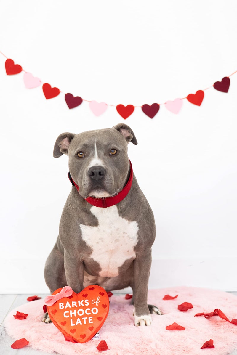 Pearhead Valentineâ€™s Day Plush Dog Toy â€“ Barks of Chocolate Box Squeaky & Crinkle Stuffed Dog Toy, Interactive for Dogs - Image 3