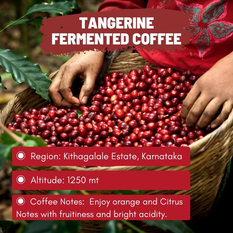 Toffee Coffee Roasters | Tangerine: Orange Fermented Coffee | 100% Arabica | Medium Roast | Grounded Coffee Notes: Orange and Citrus Notes | Grind: Moka Pot| Freshly Roasted | 250 gm - Image 3