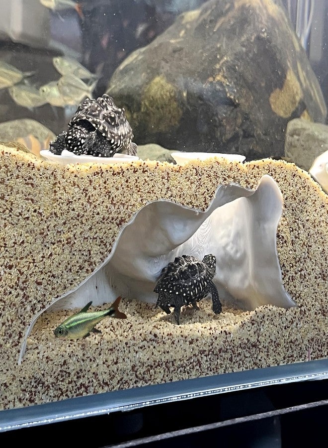 LIYAOLI Aquarium Cave Decor - 3D Printed Corner Fish Tank Tunnel Hideout for Shrimp & Pleco | Corydora - Undergravel Viewing Decoration with Natural Curve - Safe for Betta, Loach & Small Fish (White) - Image 1