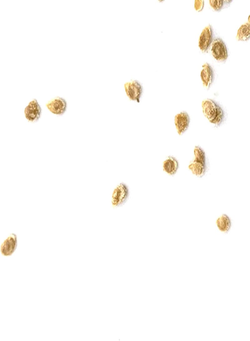 GGOOT Tomato Seeds Productive Non GMO Attractive Prolific Purple Tomato Seeds for Home - Image 2