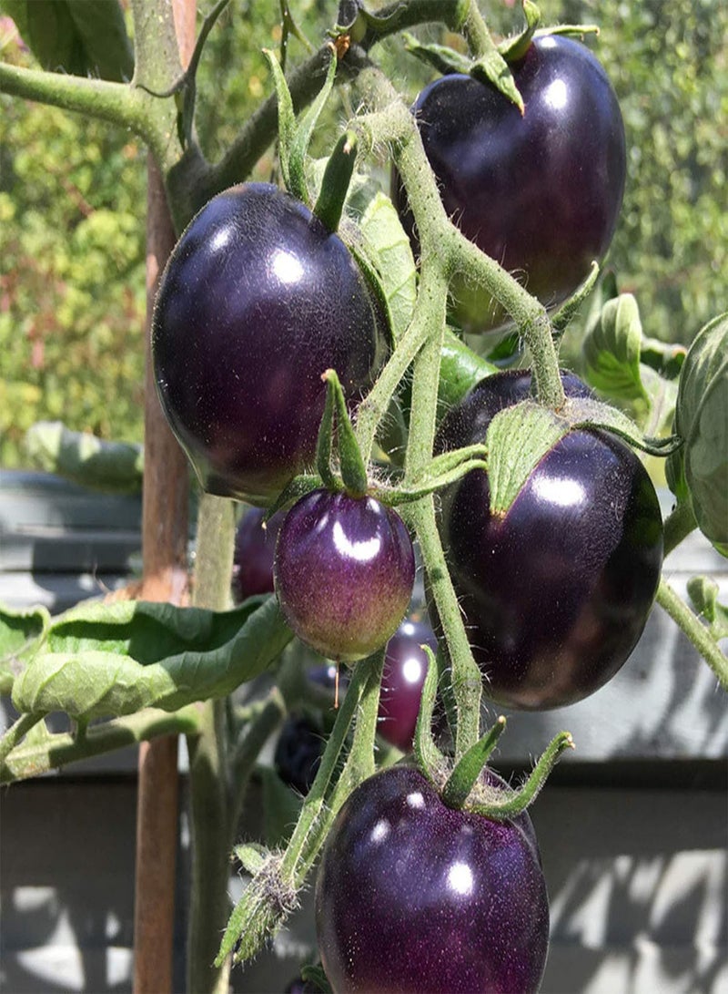 GGOOT Tomato Seeds Productive Non GMO Attractive Prolific Purple Tomato Seeds for Home - Image 3