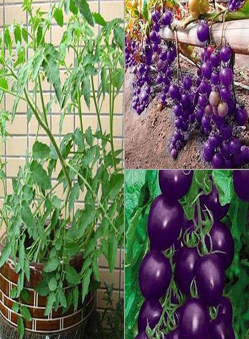 GGOOT Tomato Seeds Productive Non GMO Attractive Prolific Purple Tomato Seeds for Home - Image 4