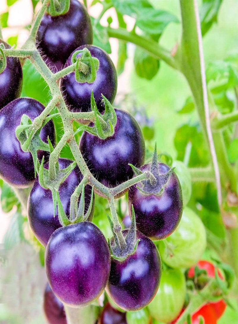 GGOOT Tomato Seeds Productive Non GMO Attractive Prolific Purple Tomato Seeds for Home - Image 1