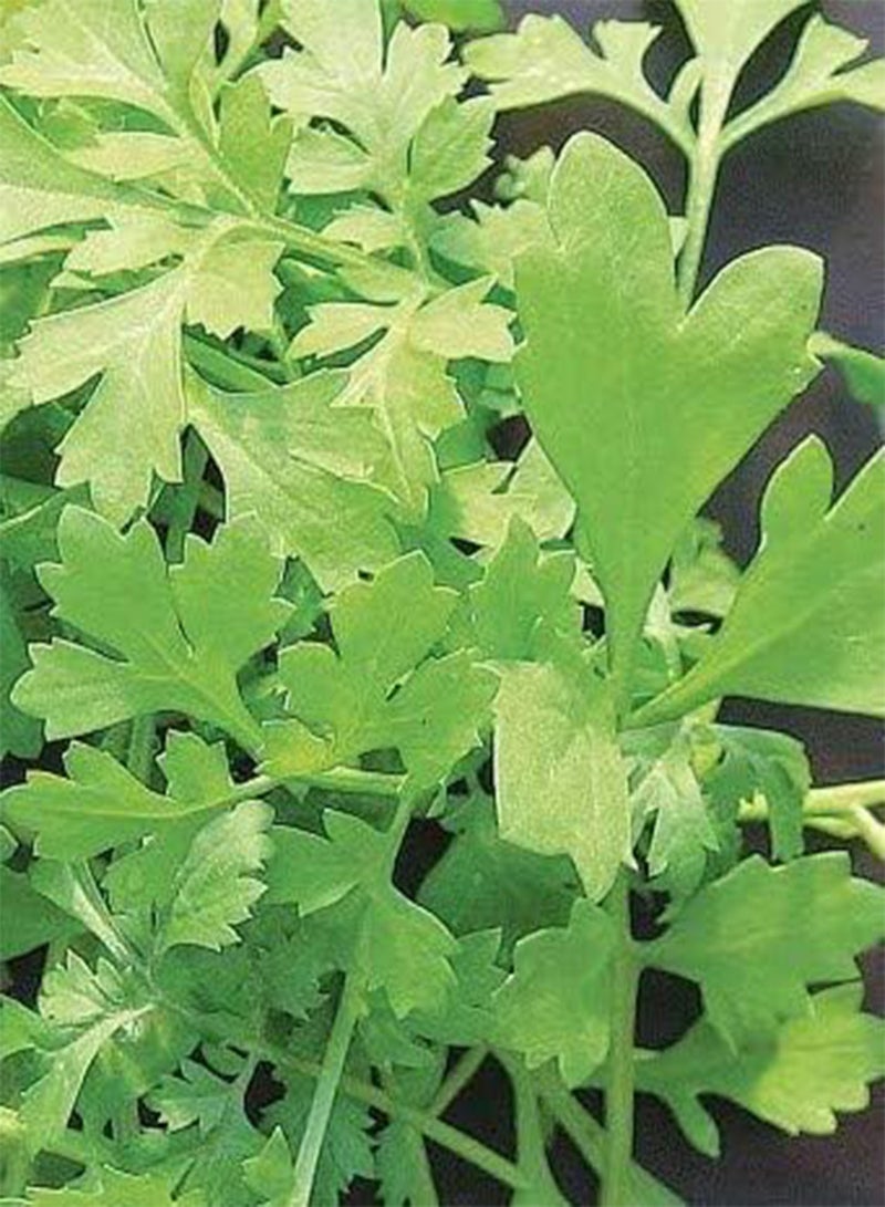 جي جوت بذور الخضار سلطة أوراق الخضار السريعة الجرجير اليوناني