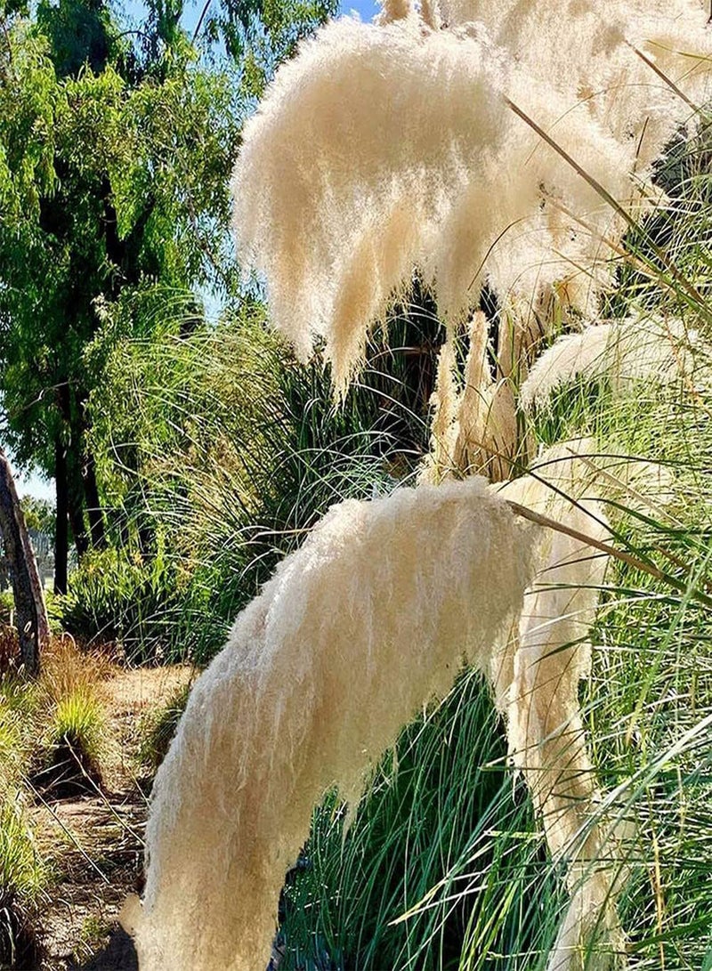 جي جوت 500 قطعة من بذور عشبة البامباس المعمرة، زهور مجففة جميلة لتزيين المنزل، نبات سهل العناية به وله قيمة زخرفية - Image 2