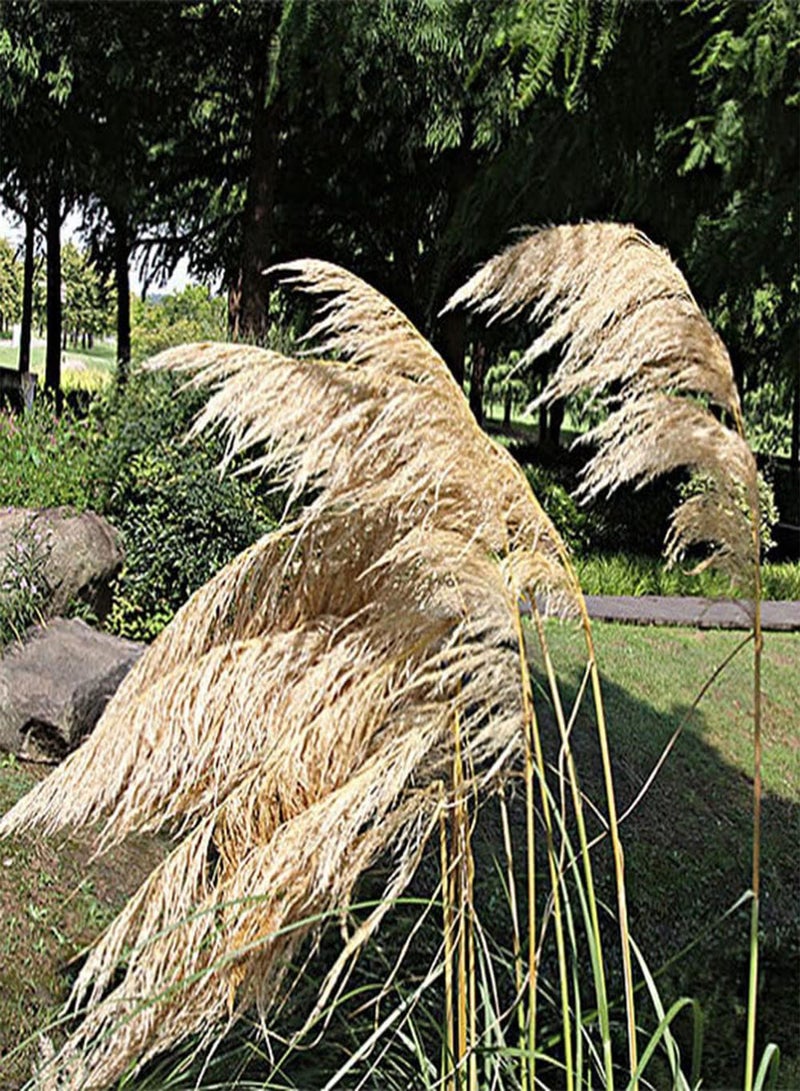 جي جوت 500 قطعة من بذور عشبة البامباس المعمرة، زهور مجففة جميلة لتزيين المنزل، نبات سهل العناية به وله قيمة زخرفية - Image 1