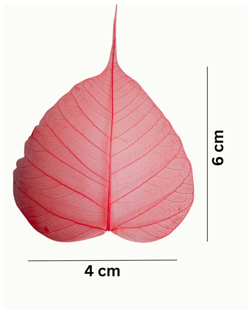 JOYNAGAR Handmade Natural Peepal Leaf Skeleton | 100 Pcs Pack | 3-4 Inch Size |Eco-Friendly Home Decor | Unique Wall Art | Sustainable Crafts | Indian Traditional Artwork (Mix Random Color) - Image 3