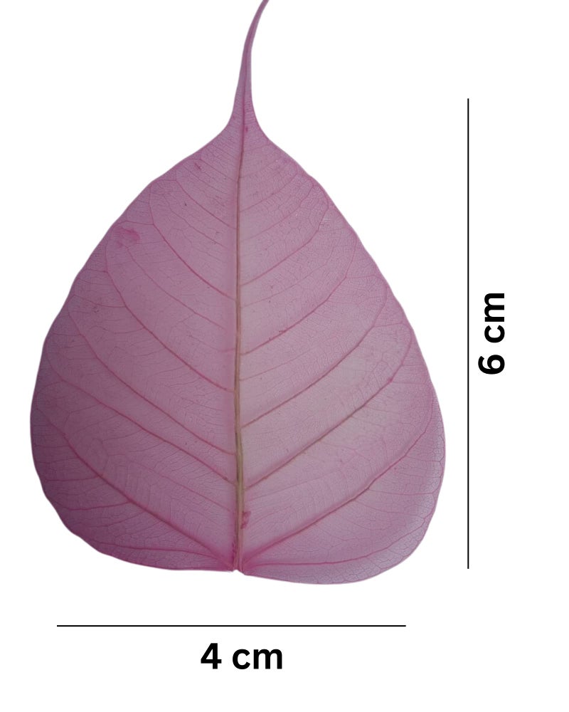 JOYNAGAR Handmade Natural Peepal Leaf Skeleton | 100 Pcs Pack | 3-4 Inch Size |Eco-Friendly Home Decor | Unique Wall Art | Sustainable Crafts | Indian Traditional Artwork (Mix Random Color) - Image 5