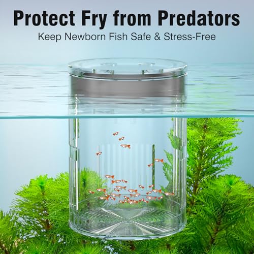 FKSC Floating Acrylic Breeder Box for Fish Tank - Aquarium Isolation Separator Hatchery Incubator for Guppy, Betta, Clownfish, Coral, Baby & Injured Fish - Image 3