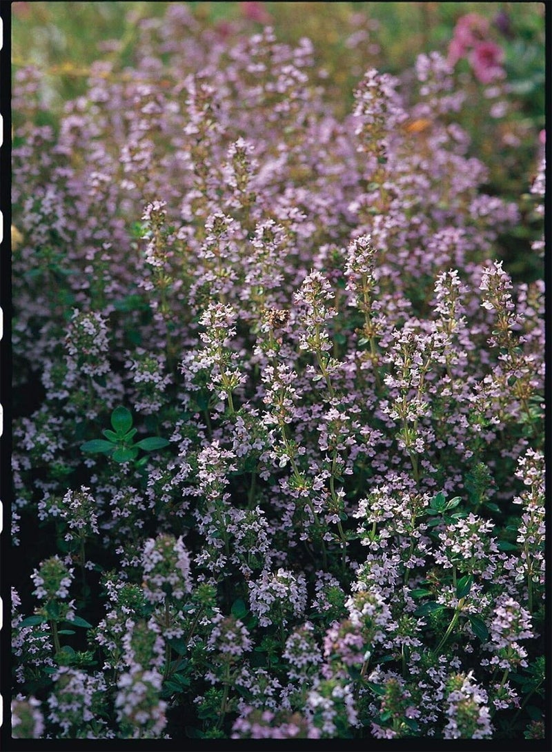 GGOOT Approx 450 Seeds of Herb Thyme Thymus Vulgaris