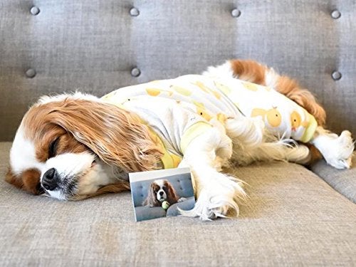 Zink Polaroid 2x3-Inch Premium ZINK Photo Paper for Polaroid Snap / Snap Touch / Z2300 / SocialMatic Instant Cameras / Zip Instant Pr - Image 4