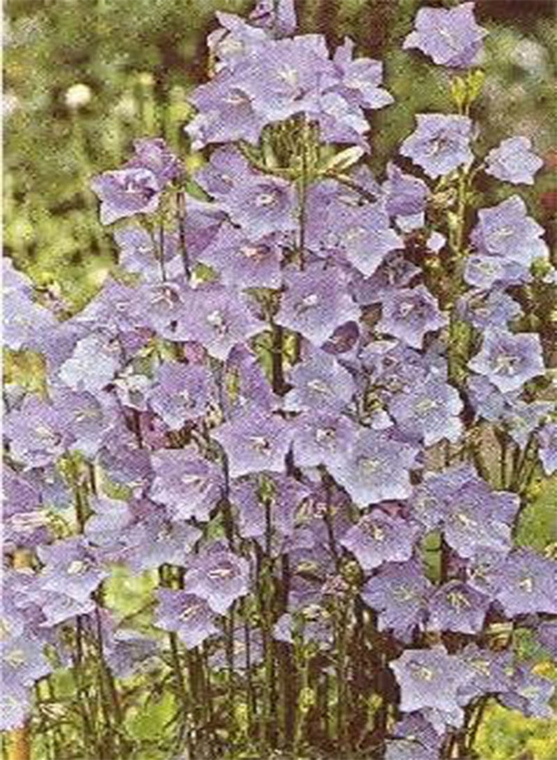 GGOOT Campanula persicifolia Bells Blue 500 Seeds
