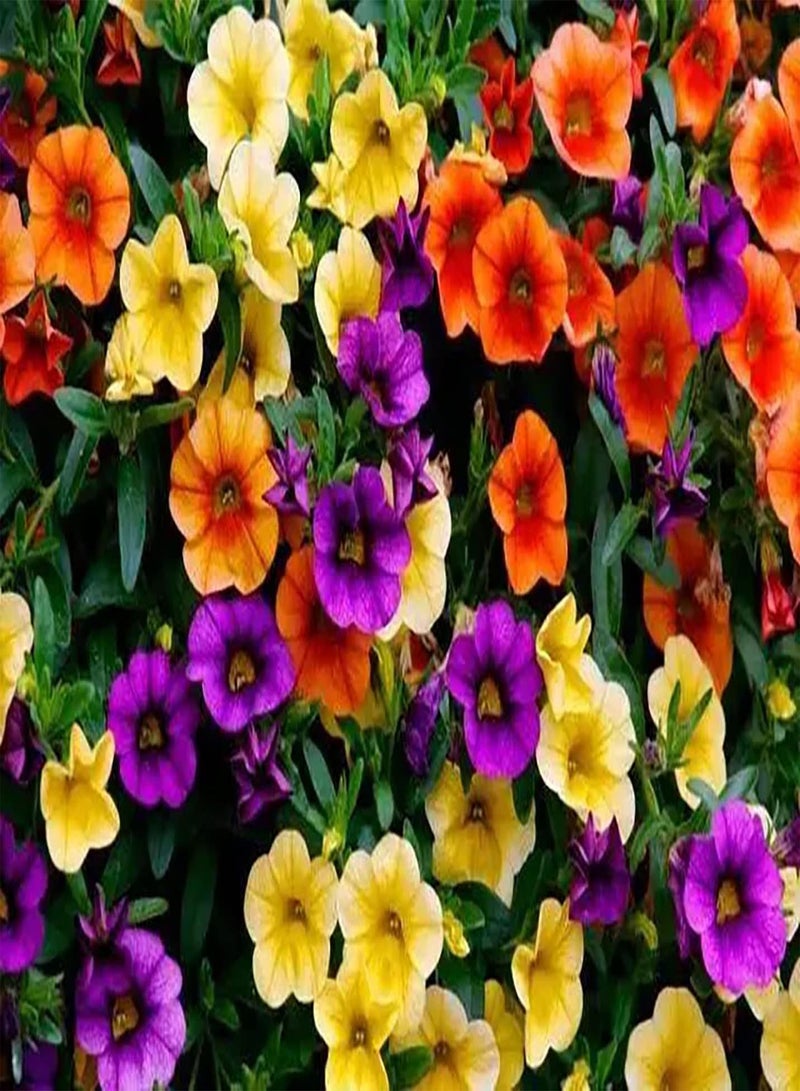 GGOOT 100pcs Mixed Color  seeds Indoor Outdoor Home Garden Hanging Basket Best Choice for Cut Flowers Brings Sense of Achievement - Image 2