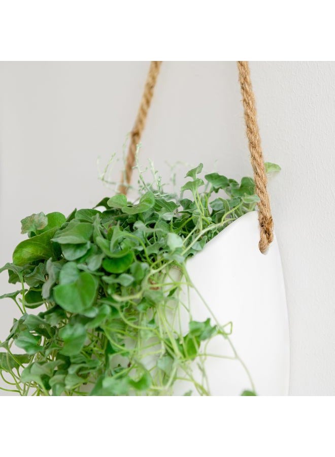 Kazai. Wall Planters -Ellie- | Hanging Ceramic Plant Pots, 2 Pieces, for Succulents and more | Wall Decoration for Indoors, Balcony and Garden | White (matte) - Image 3