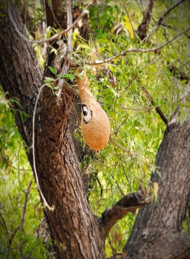 Sparrow Daughter Handwoven Coir Bird Nest - Natural Hanging Birdhouse for Sparrows, Finches, Java Sparrows & Other Small Birds, Ideal for Gardens, Balconies & Trees, (Pair of 1)(* 2 pcs) - Image 5