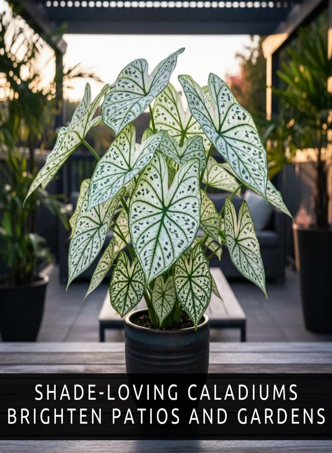 CZ Grain Fancy Green and White Caladium Bulbs for Planting - Easy to Grow Perennial Hosta, Elephant Ears - Great Gift for Plant Lovers (6 Bulbs) - Image 2
