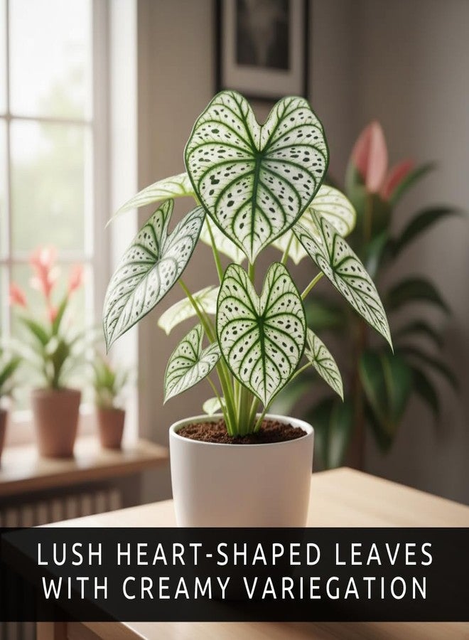 CZ Grain Fancy Green and White Caladium Bulbs for Planting - Easy to Grow Perennial Hosta, Elephant Ears - Great Gift for Plant Lovers (6 Bulbs) - Image 4