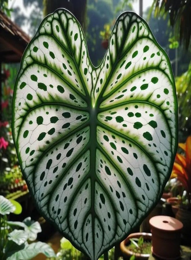 CZ Grain Fancy Green and White Caladium Bulbs for Planting - Easy to Grow Perennial Hosta, Elephant Ears - Great Gift for Plant Lovers (6 Bulbs) - Image 1