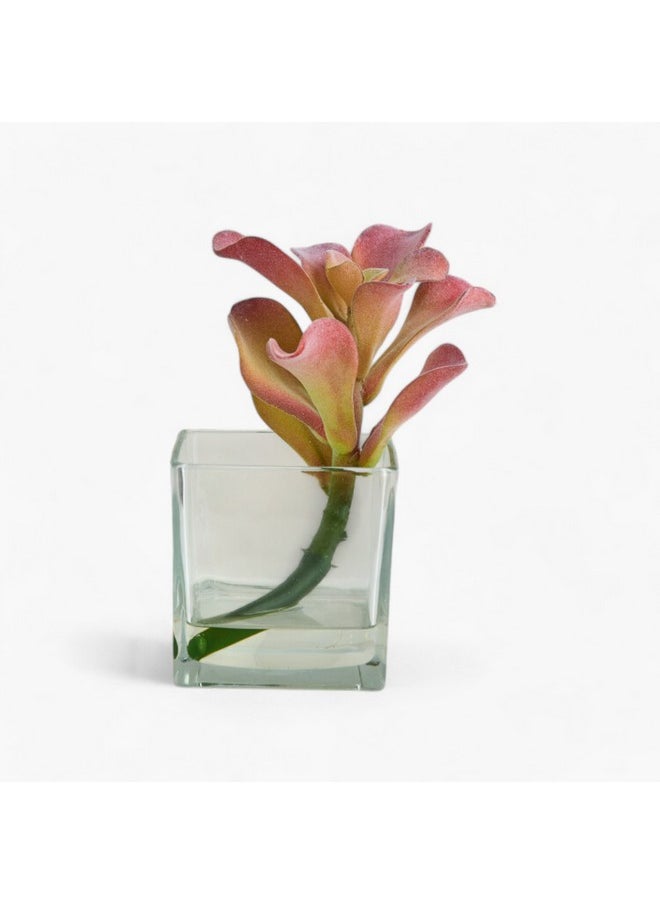 Home Box Liara Succulent Pick in Glass 15 x 15 x 18 cm  - Image 5