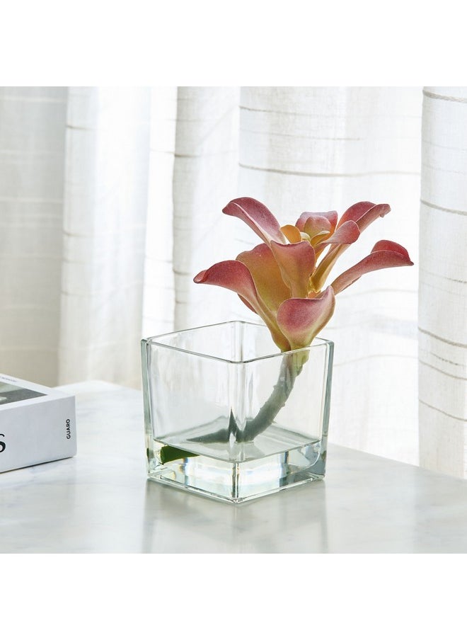 Home Box Liara Succulent Pick in Glass 15 x 15 x 18 cm  - Image 1