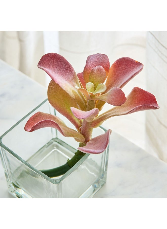 Home Box Liara Succulent Pick in Glass 15 x 15 x 18 cm  - Image 2