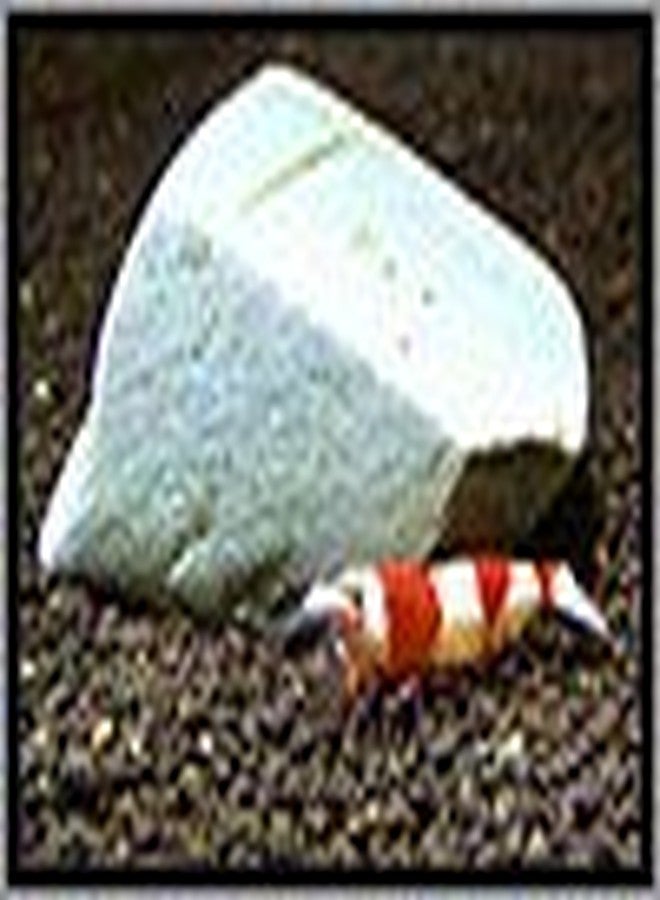 Shirakura Mineral Stone 200g For Shrimps Invertebrates - Image 2