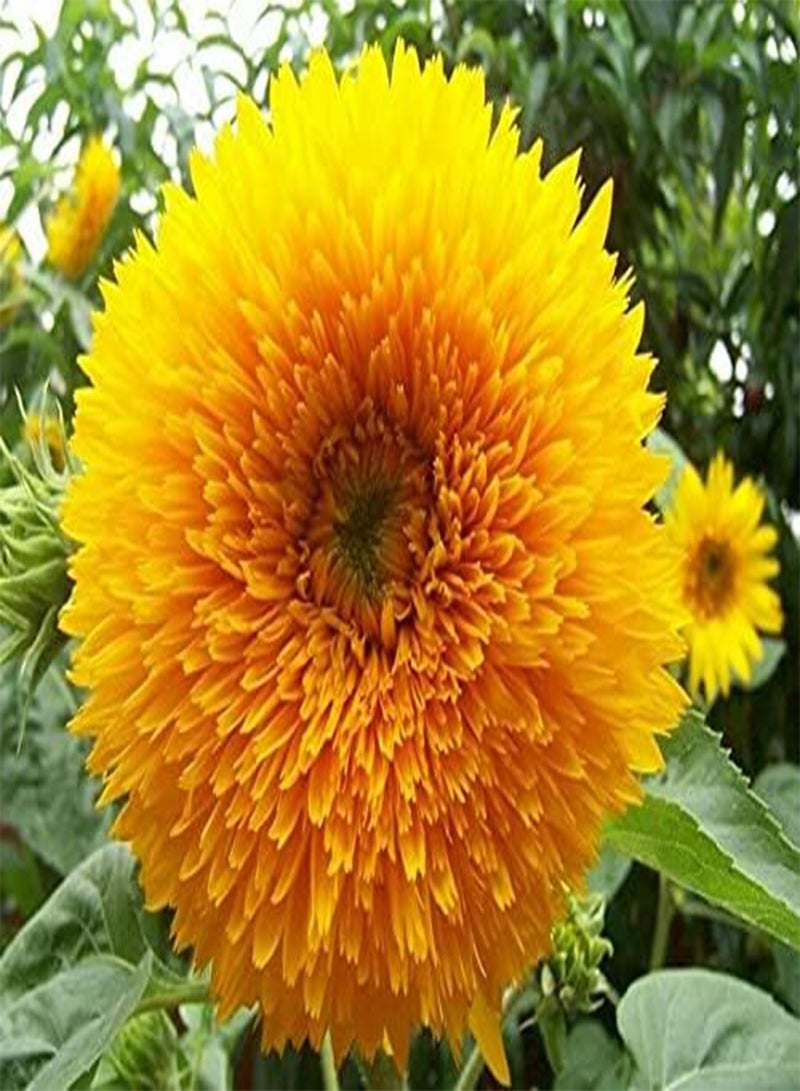 GGOOT Sungold Teddy Bear Sunflower - Helianthus Annuus Flower Seeds, Golden Double-Flowered Dwarf Sunflowers Home Garden Planting by Heavy Torch, 80 Seeds