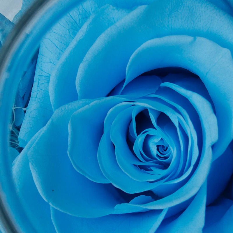 roliys Preserved Real Roses with Colorful Mood Light Wishing Bottle Eternal Rose Never Withered Flowers  Christmas Anniversary Valentine's Mother's Day a Gifts for Women 4.3inch 1pcs(Light Blue) - Image 3