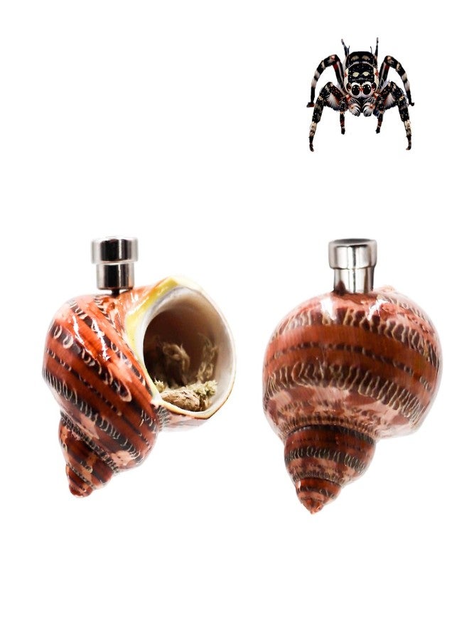 MHLLGN Jumping Spider Enclosure Accessories, 2 Pack Conch Jumping Spider Hideout with Magnet and Moss, Jumping Spider Hide, Jumping Spider Accessories - Image 1