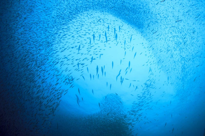 Season Sardines in Water - Wild Caught Fish, 22g of Protein, Keto Snacks, More Omega 3's Than Tuna, High in Calcium, Canned Sardines - 4.37 Oz Tins, 12-Pack - Image 5