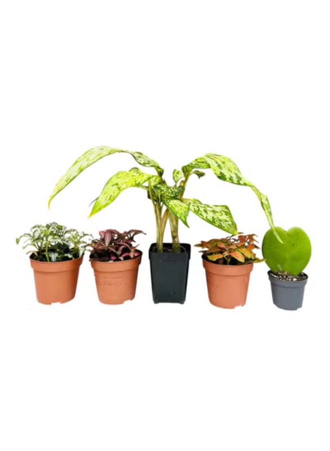 Live Indoor Plant Bundle  Set of 5 Potted Houseplants for Home & Office Décor Includes Brook Flora Cyperus, Fittonia, and Aglaonema Air Purifying Live Plants in Growing Pots
