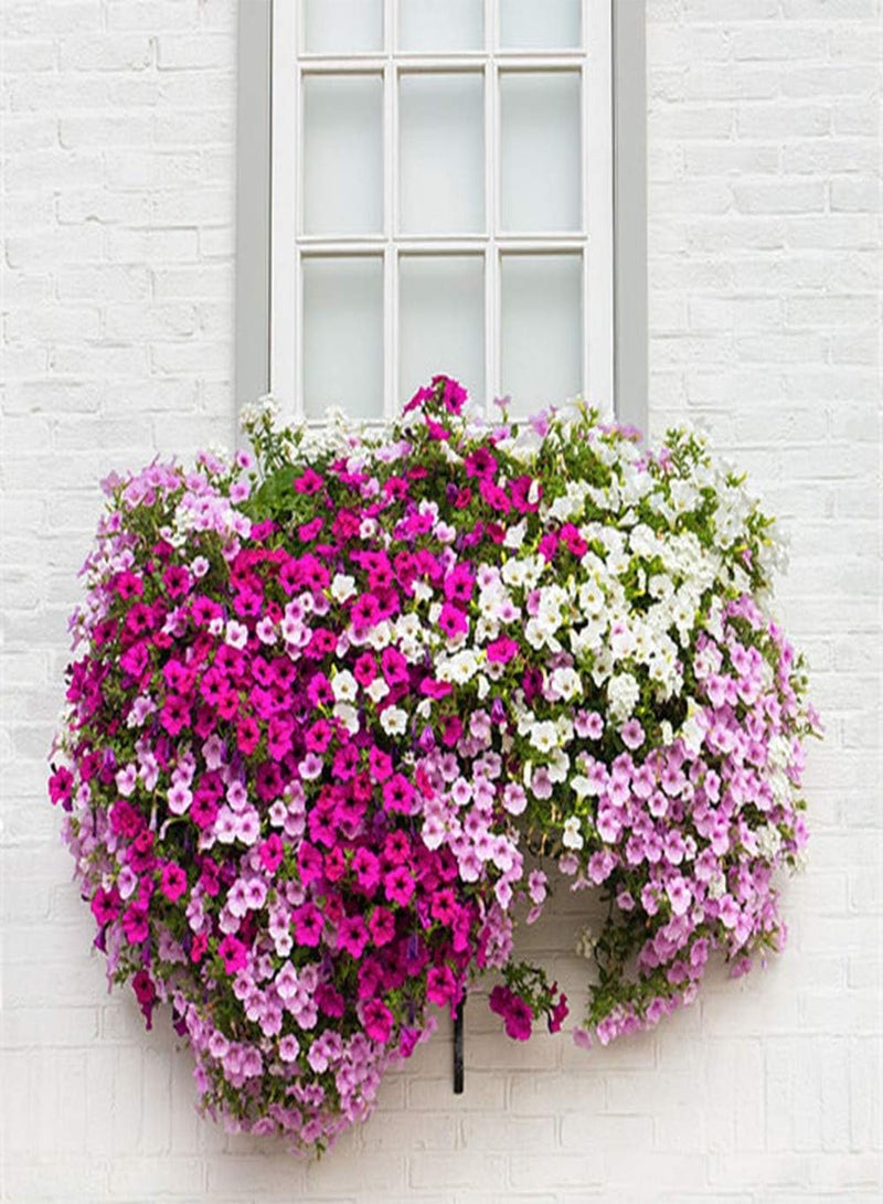 GGOOT 200Pcs Mixed Petunia Seeds Fragrant Charming Climbing Hanging Basket Flowers Fast Growth and Long Flowering Period Perennial Garden Flower for Home Farm Planting - Image 2