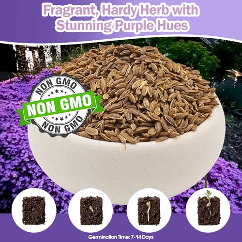 VISTATU 21000+ Magic Purple Creeping Thyme Seeds for Planting Ground Cover Plants Heirloom Flowers Perennial Thyme Non-GMO Thymus Serpyllum Seed - Image 2