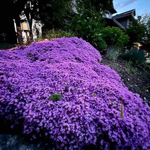 VISTATU 21000+ Magic Purple Creeping Thyme Seeds for Planting Ground Cover Plants Heirloom Flowers Perennial Thyme Non-GMO Thymus Serpyllum Seed - Image 4