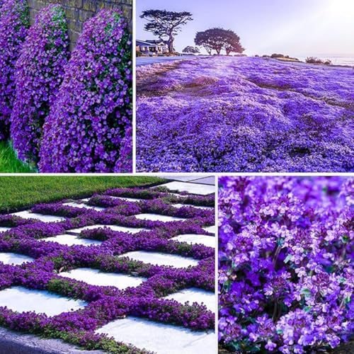 VISTATU 21000+ Magic Purple Creeping Thyme Seeds for Planting Ground Cover Plants Heirloom Flowers Perennial Thyme Non-GMO Thymus Serpyllum Seed - Image 1