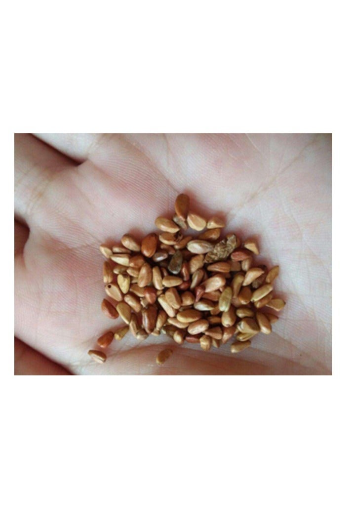 500Pcs Climbing Rose Seeds Red Pink - Image 3