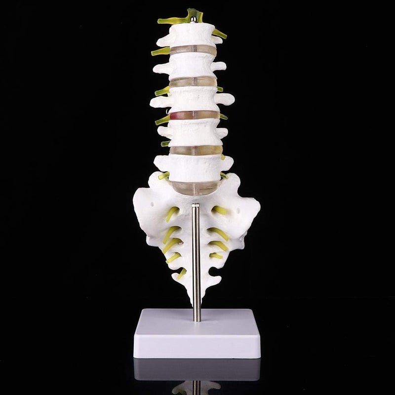 klarako Human Lumbar Model, 1:1 Precise Scale Human Lumbar Spine Model Made of Durable PVC Material Come with Base, Suitable for Teaching - Image 5
