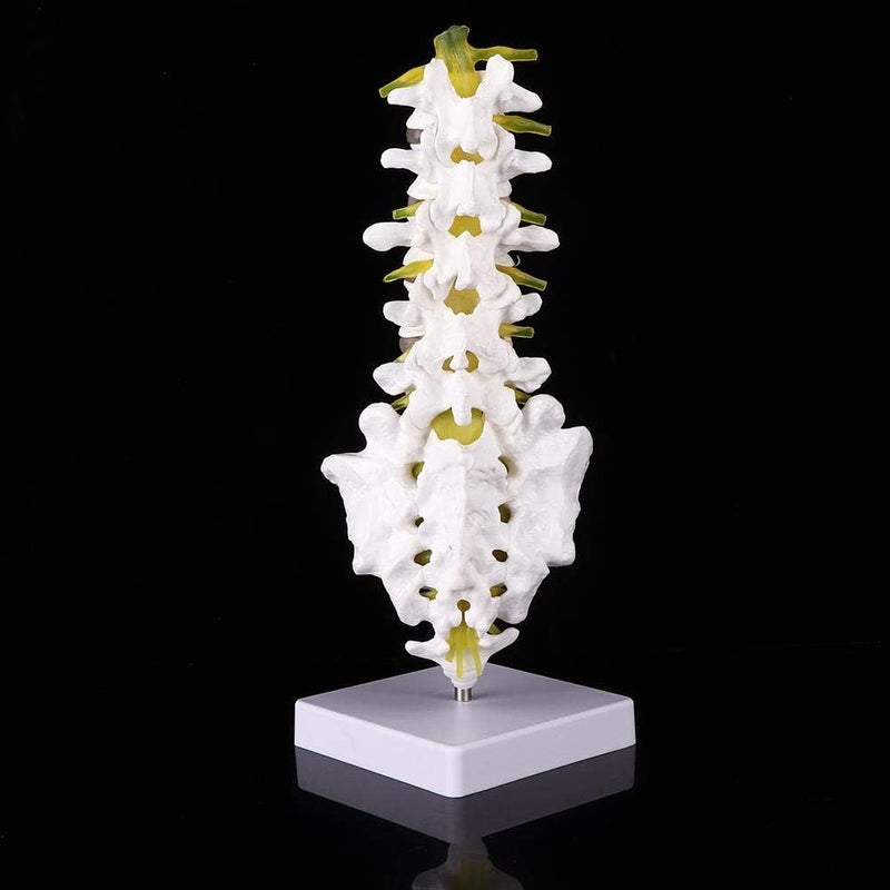 klarako Human Lumbar Model, 1:1 Precise Scale Human Lumbar Spine Model Made of Durable PVC Material Come with Base, Suitable for Teaching - Image 4