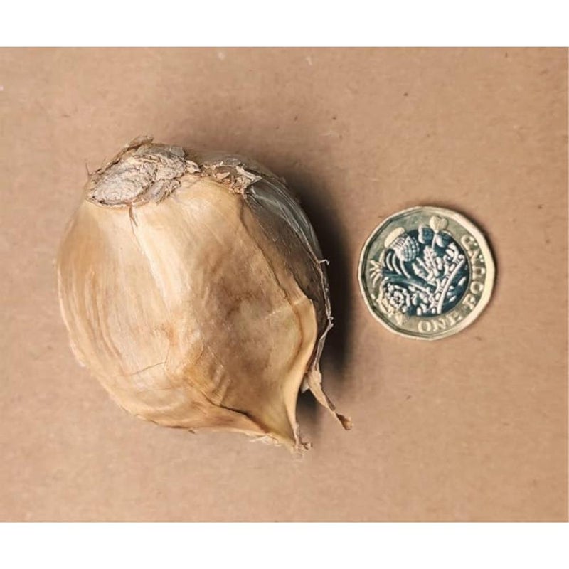 8X Jumbo Elephant Garlic Giant Cloves from 2025 Crop - Image 2