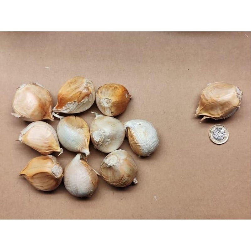 8X Jumbo Elephant Garlic Giant Cloves from 2025 Crop - Image 3