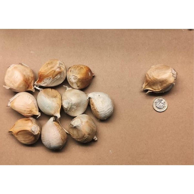 8X Jumbo Elephant Garlic Giant Cloves from 2025 Crop - Image 1