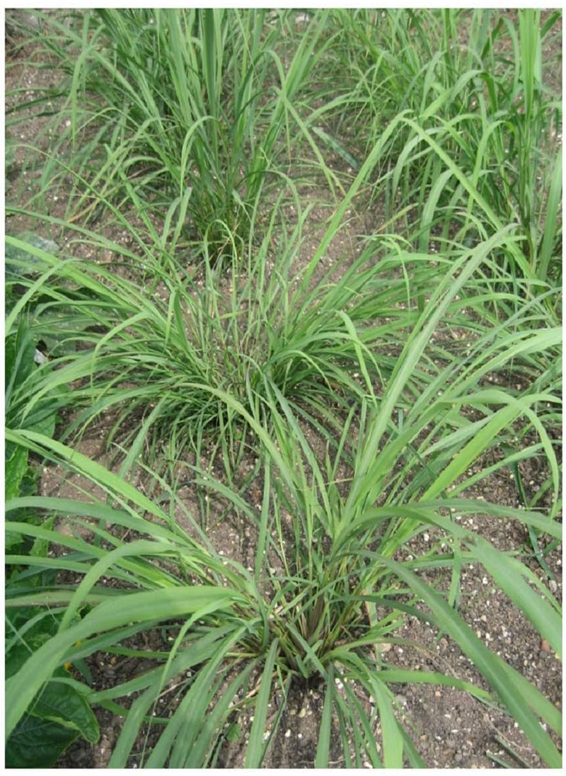 HERB Lemon Grass East Indian 0.40 Gram ~ Approx 800 Finest Seeds