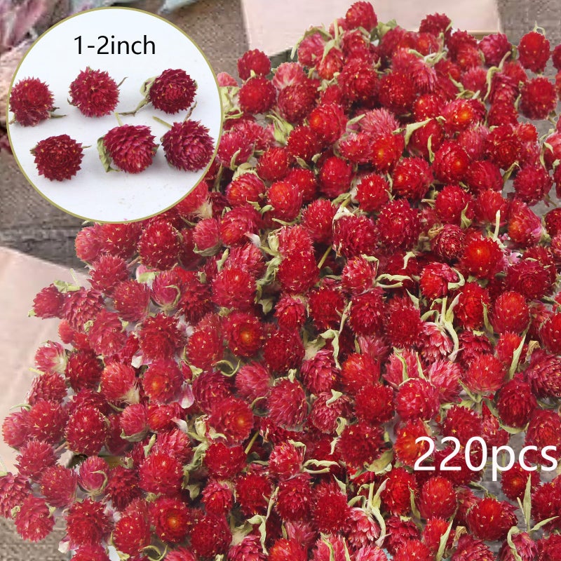 CITYES 220 Pcs Dried Flower Heads for Crafts Red Globe Amaranth Dried Flowers Heads Bulk Natural Dried Gomphrena Globosa Flower Dry Flower Arrangements for Wedding Decor Home Party Headband DIY - Image 2