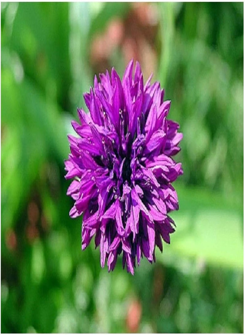 100 بذور من نبات Centaurea Cyanus Mauve Ball Seeds - 100 بذرة من نبات الذرة البنفسجي