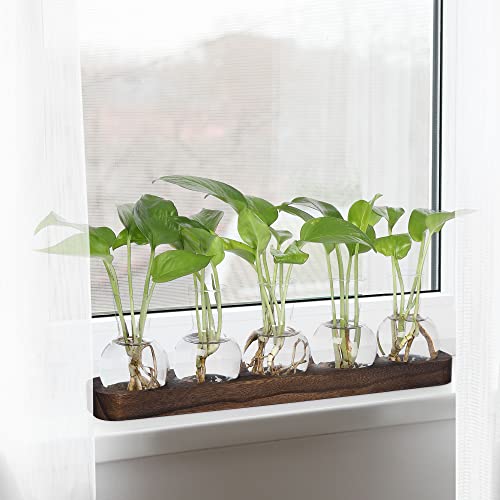 YIBOT Plant Propagation Stations,Glass Propagation Vases for Plants Terrarium with Wooden Tray Plant Lover Gifts for Propagating Hydroponic Plants Home Office Decor(5 Vase) - Image 5